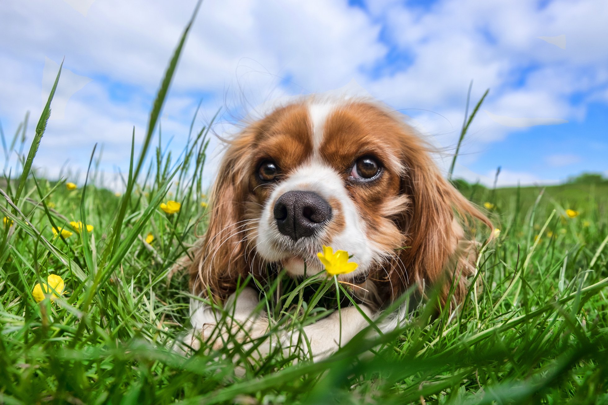 Cavalier King Charles Spaniel Dog on the Grass