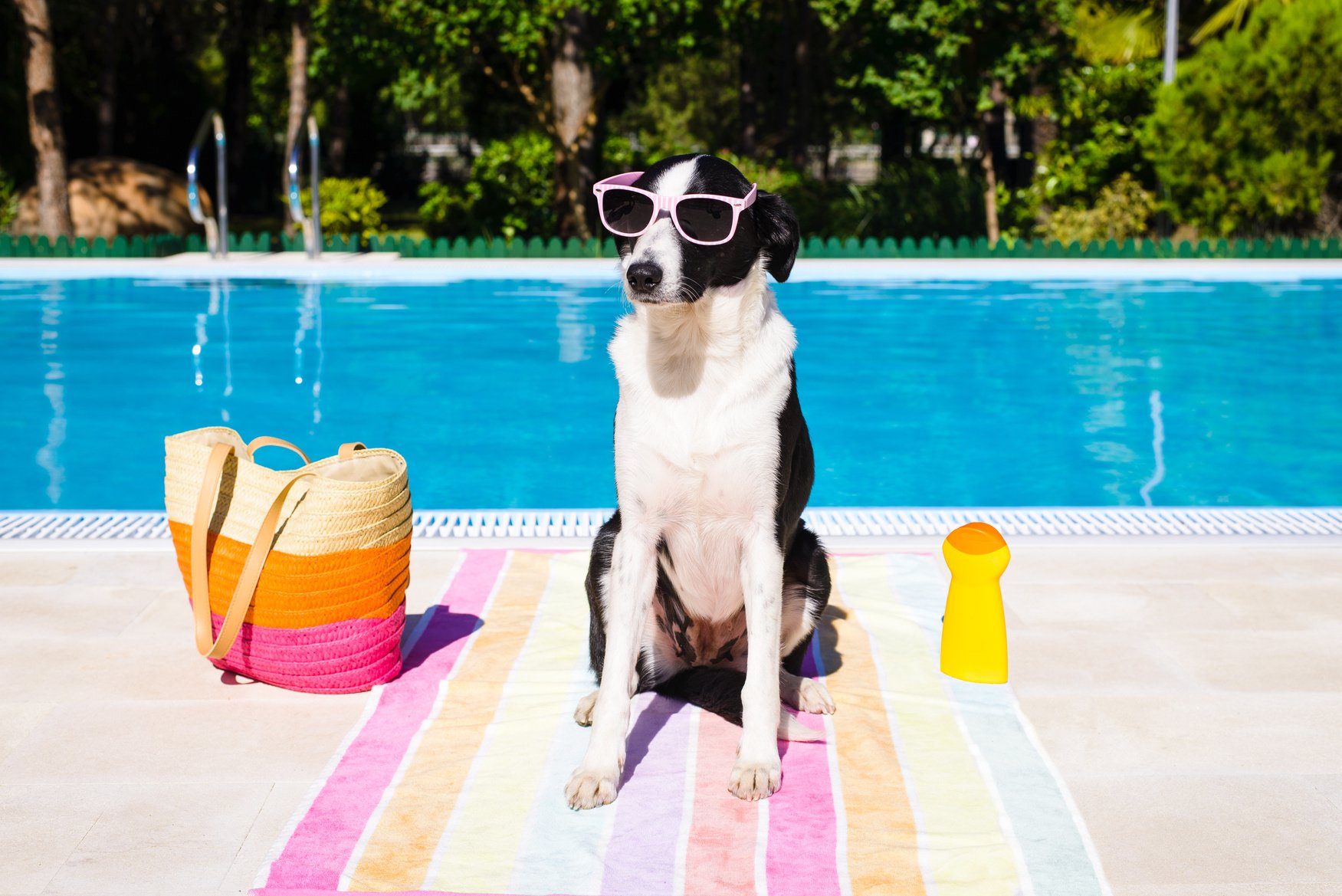 Funny dog on summer vacation at swimming pool