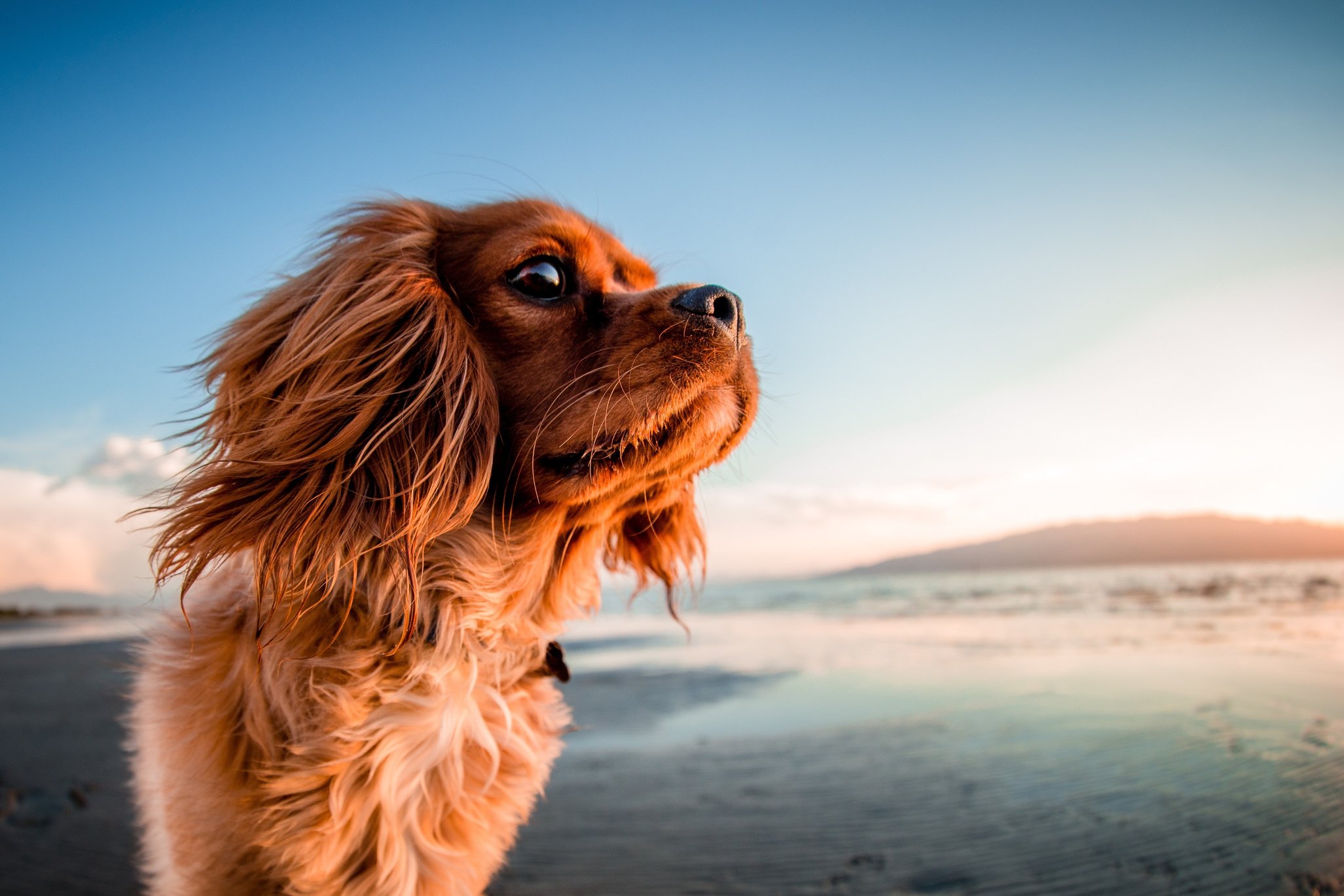 Dog by the Sea